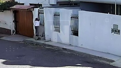 VIDEO. ¡Robaron un perro! Una mujer se llevó a un Shih Tzu de una casa