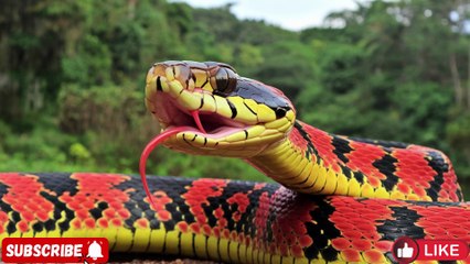 "Wild Wonders: The World's Most Dangerous Animals"