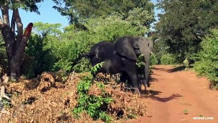 10 Shocking Safari Moments Caught on Camera