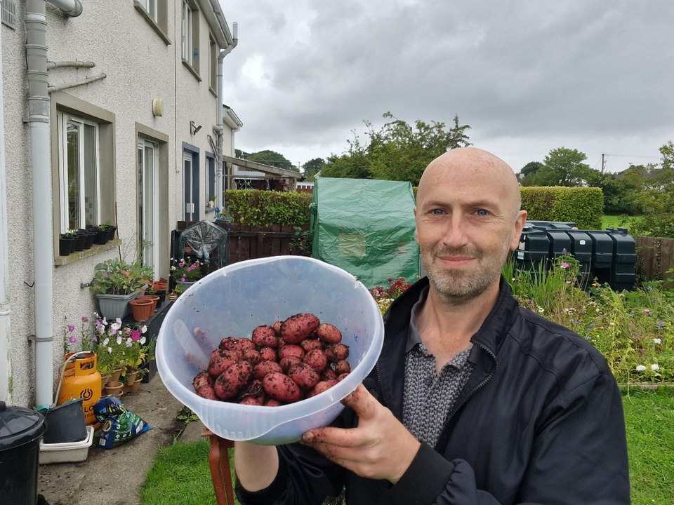Harvesting Rooster potatoes from grow bag - Gardening with Brendan