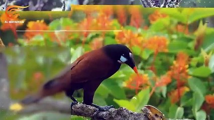 آلاف البعوض تسقطها طائرات مسيرة فوق غابات هاواي