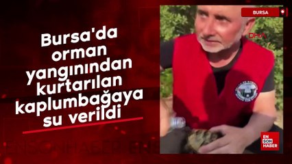 Bursa'da orman yangınından kurtarılan kaplumbağaya su verildi