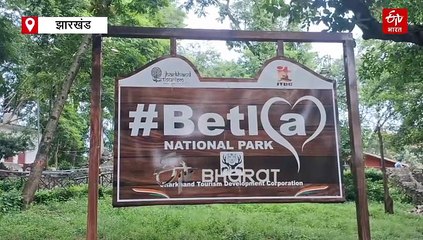 इंटरनेशनल टाइगर डे पर जारी हुई गौड़ सर्वे रिपोर्ट, ब्रीडिंग सुधार के लिए मध्यप्रदेश से लाए जाएंगे 12 बायसन