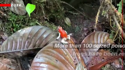 These Crazy Looking Frogs Have Been Released in Columbia