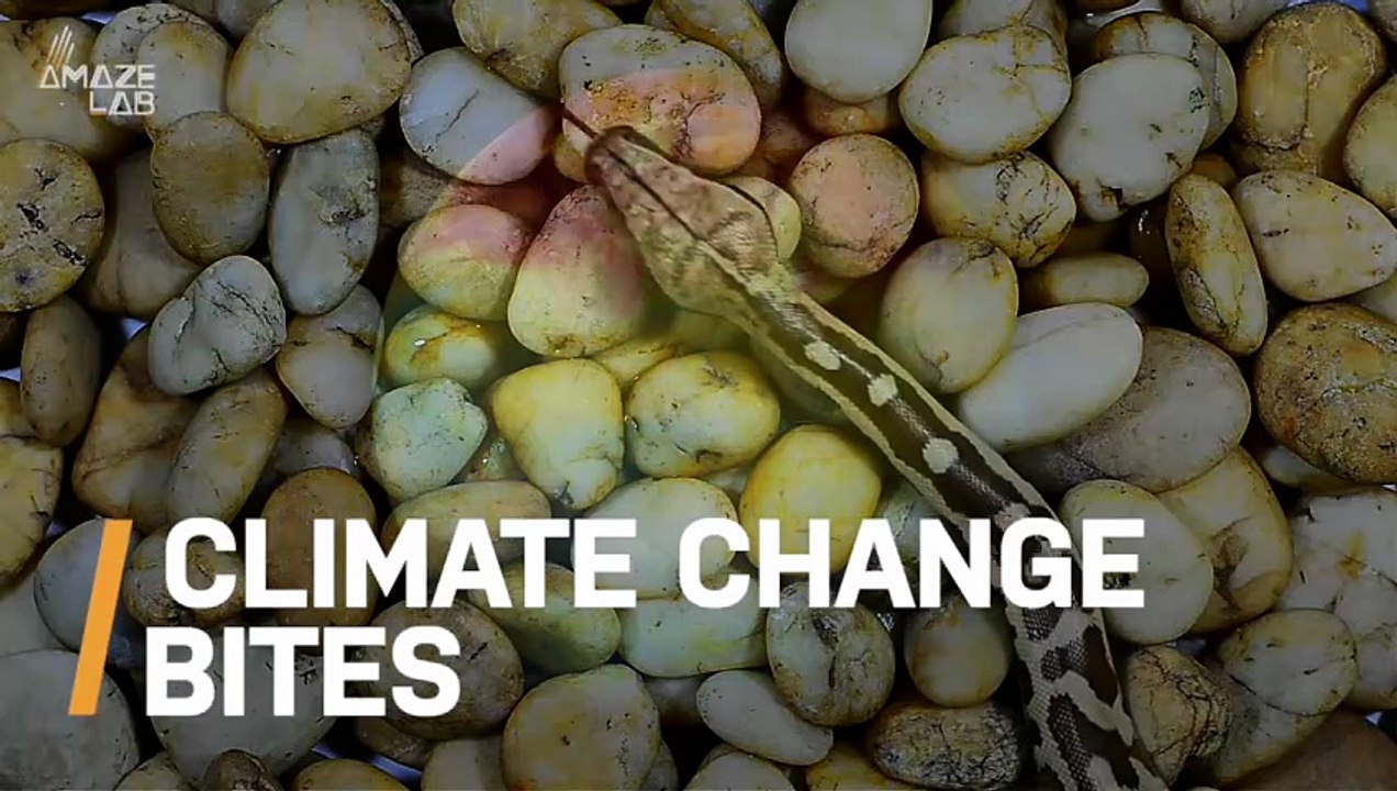 Global Warming Could Increase These Specific Types of Bites