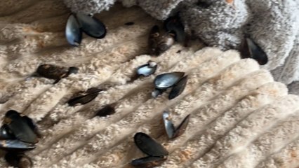 Sausage dog caught red-pawed after midnight feast leaves owner with a mess to clean up