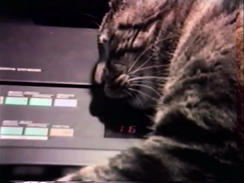 Chris Marker: Chat Eoutant La Musique (Gato escuchando música) (1988)