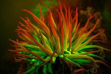 Kızıldeniz'de seyrine doyulmaz manzaralar: "Biyolüminesans" "balıkgözüyle" kaydedildi