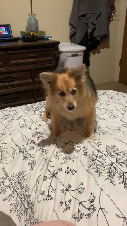 Dog Playfully Chases Laser Light