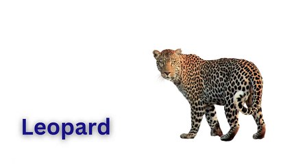 Animals Name | Learn Animals Name in English | Animals Name Basic English Learning