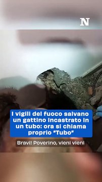 Drammatico Salvataggio a Pelago: Gattino Randagio Intrappolato in un Tubo di Sfiato Trova una Nuova Casa