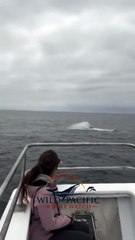 Avistan rara ballena en costa de San Diego