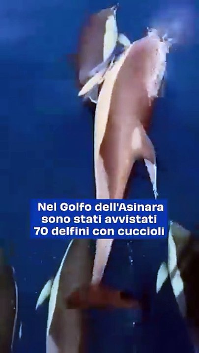 "Avvistamento Straordinario nel Golfo dell’Asinara: Oltre 70 Delfini Comuni con Cuccioli Documentati dai Ricercatori di SEA ME Sardinia"