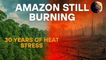 Amazon Forests Stay Hot for 30 Years After Fires