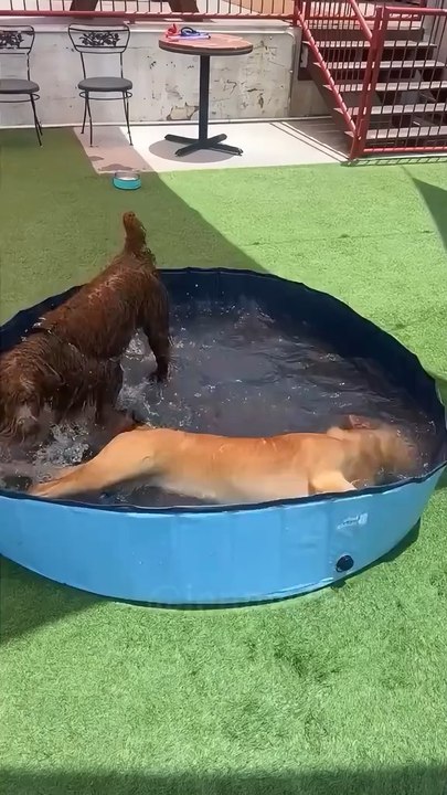 🐶💧🤣