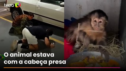 RJ: macaquinha é resgatada debaixo de carro na região do Jardim Botânico