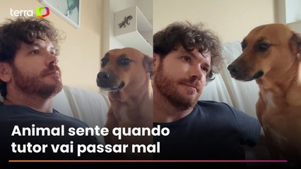 Vira-lata caramelo faz ‘guarda’ de tutor diabético durante crise glicêmica