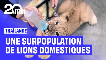 En Thaïlande, une surpopulation… de lions domestiques