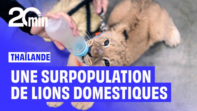 En Thaïlande, une surpopulation… de lions domestiques