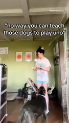 TikToker Claims She Taught Her Dogs to Play Uno, and Has Impressive Footage to Prove it