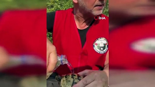 Yangın bölgesinde yürek ısıtan görüntü... Alevlerden kurtardığı kaplumbağaya su içirdi