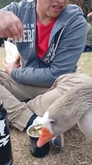 Duck Bites Man's Ear During Feeding