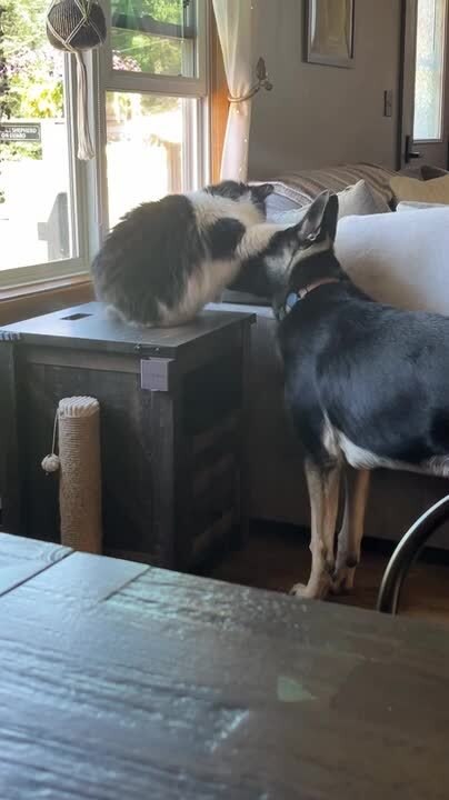 Cat Playfully Fights with Dog