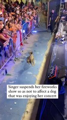 Brazilian singer Tasty Girl left her fans speechless during a concert when she made an unexpected decision: She suspended the fireworks show she had planned to protect a homeless dog who was attending the show.
