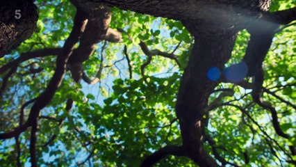 The Secret Life of Trees - Season 1 Episode 1 - The Early Years