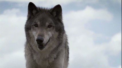 BBC Natural World Lobo, The Wolf that Changed America: