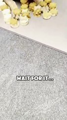 End Leash Pulling Forever—Here’s How