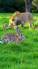 This Lion Prefers Grass Over Meat