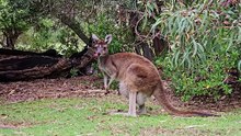 Cute Kangaroo Enjoying Eating