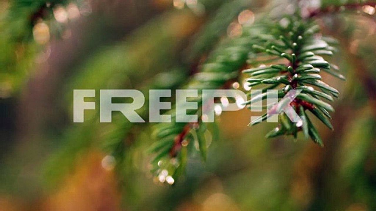 wet spruce branch with raindrops