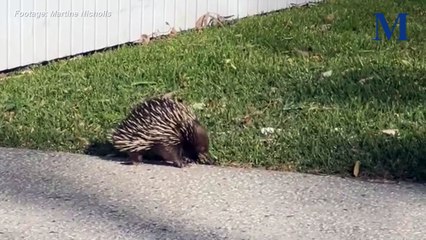 Rare Echidna Spotted at Werri Beach and Nearby Driveway 🦔 - thumbnail