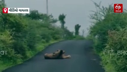 વનરાજાનો રોડ પર વિરામ, જીવ જંતુ અને મચ્છરથી મુક્તિ મેળવતા વનરાજ વીડિયોમાં કેદ