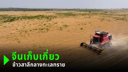 ทะเลทรายกลายเป็นไร่ ! จีนปลูกข้าวสาลีสำเร็จในพื้นที่แห้งแล้งกว่า 1,000 ไร่