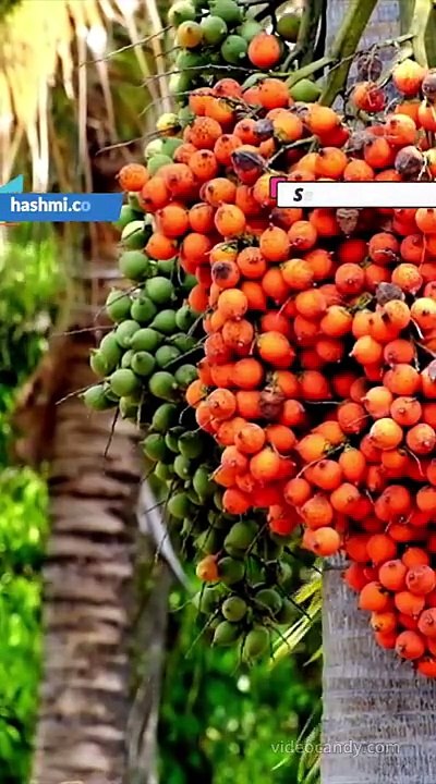 Dates Benefits in Hindi