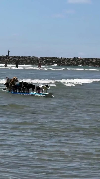 Perros surfean en costas de San Diego