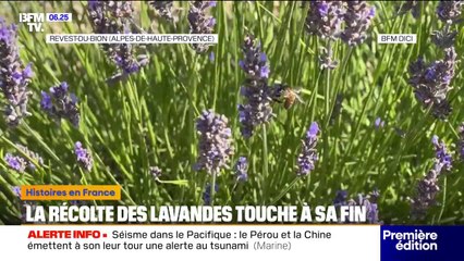 La récolte de lavande en baisse à cause d'un mois de juin sec