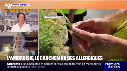 L'ambroisie, plante invasive et cauchemar des allergiques