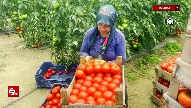 Isparta yaylalarında örtü altı domates hasadına başlandı