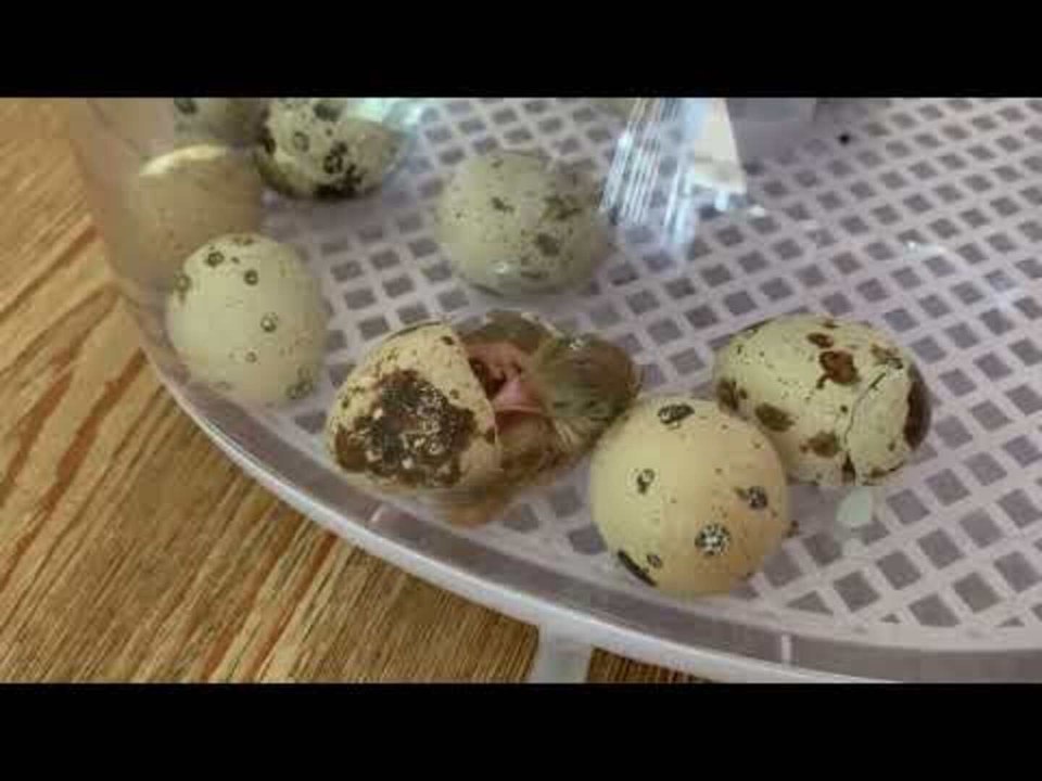 Family Watches Batch of Quail Eggs Hatching Inside Incubator