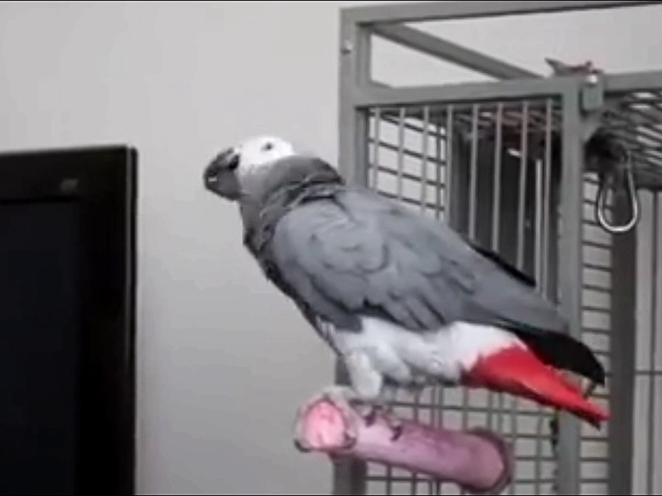 James bond Parrot