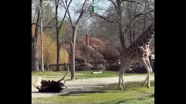 Cutest & Funniest Animals Ever! 🐾🤣 Baby Pets Doing Hilarious Things