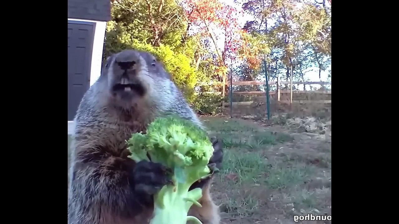 Funny Animal Videos That I Found for You 😹🐾 | New Funny Animal Videos