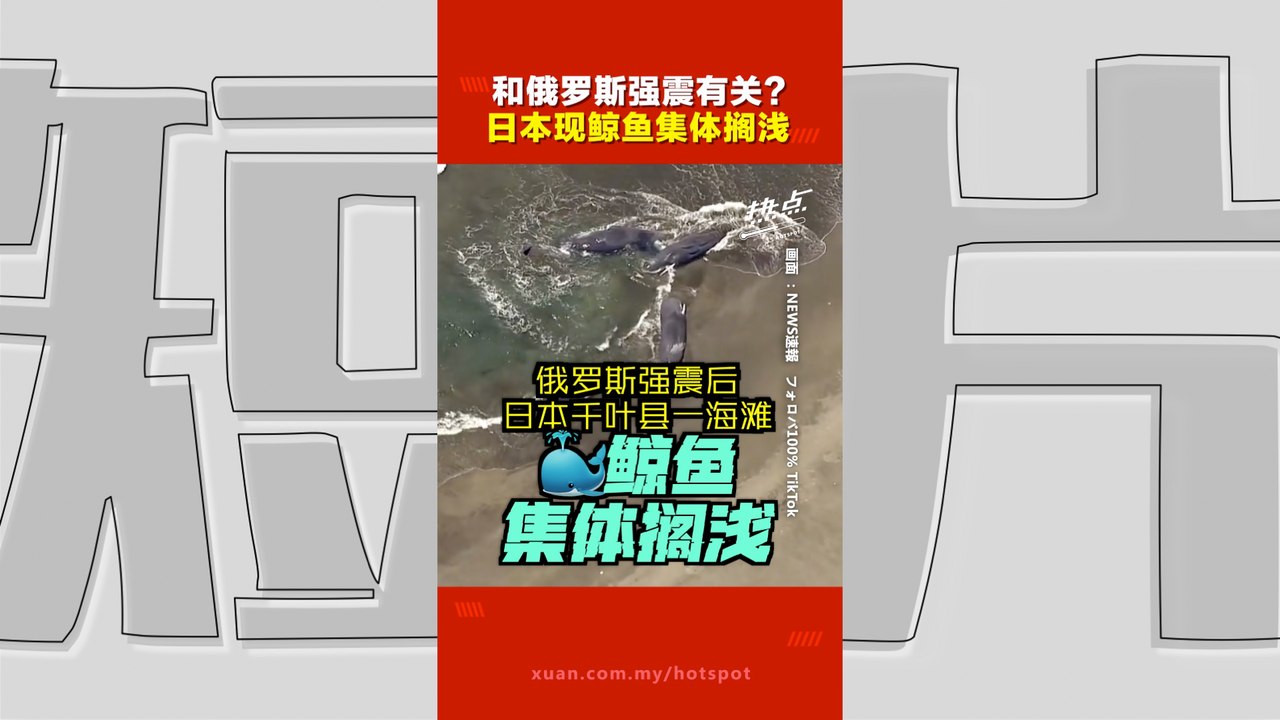 俄罗斯8.8级强震｜日本千叶海滩惊现4头鲸鱼搁浅