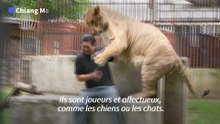 La Thaïlande en proie à la surpopulation de lions domestiques