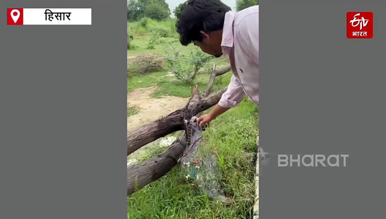 हिसार में स्नेक कैचर गौरव ने नागपंचमी के दिन 11 सांपों का किया रेस्क्यू, खतरनाक कोबरा और कॉमन करैत भी शामिल