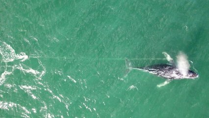 Video: Whales wash ashore in Japan as tsunami hits after monster Russia quake